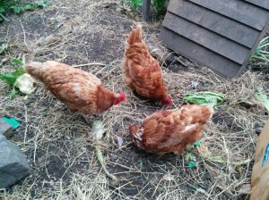 Lottie, Masie and Doris