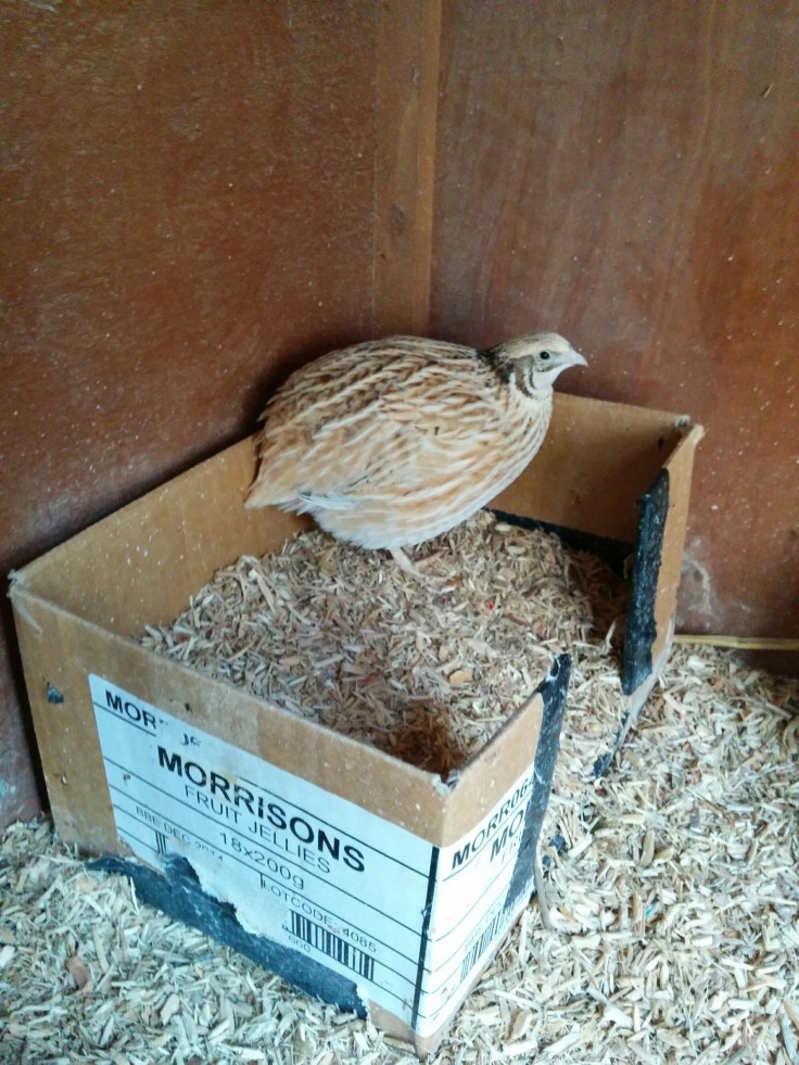 wp-1441546678763 image