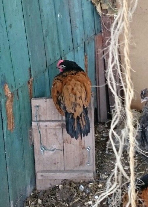 wp-1441546840855 image