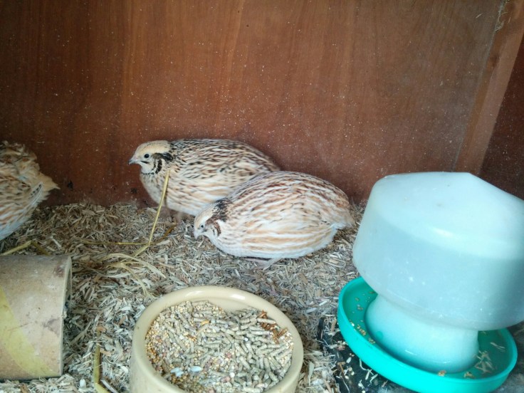 wp-1441546895895 image