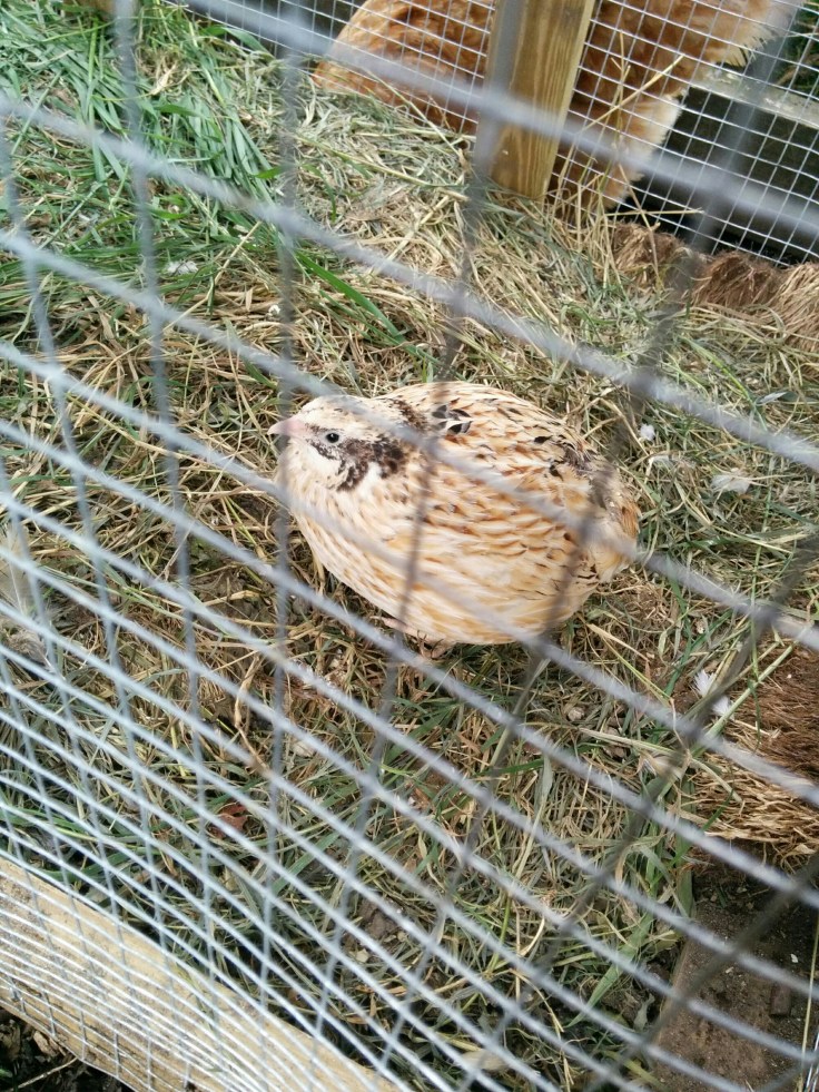 wp-1441628608495 image