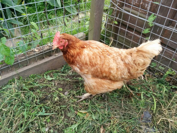 wp-1441628634404 image