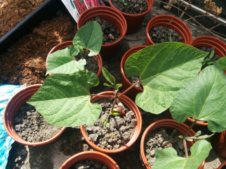 wp-1464063920176 image