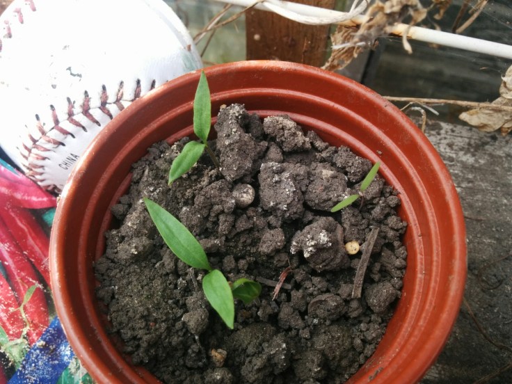 wp-1464063927854 image